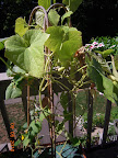 9 week tendergreen and pearl cukes - harvesting, but dying of powdery mildew
