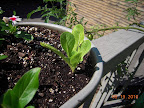 7 week romaine...
