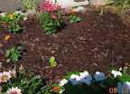 4 week chinese cabbages (with caterpillar holes...) and radish, korean curl lettuce, and spinach seedlings