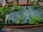 7 week buttercrunch, 5 week Korean curl lettuces & Chinese cabbages