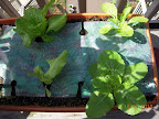 6 week Korean curl lettuces and Chinese cabbages - harvested all the buttercrunch lettuces