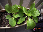 6 week Chinese cabbages - really took off once the aphids were gone