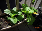 7 week chinese cabbages