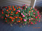 shady lady impatiens, transplanted out early April, now October