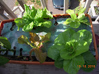 8 week korean curl lettuces and chinese cabbage