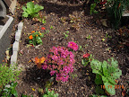 8 week chinese cabbages, 5 week radishes, korean curl lettuces, one spinach