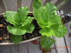 9 week chinese cabbages - are they done?