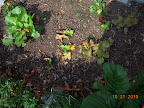 10 week kaboko cabbage, 7 week curl lettuces and a spinach - harvested half the lettuces before first freeze. Needed thinning.