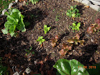 11 week Chinese cabbage, 8 week korean curl lettuces, one spinach, 3rd season chard lower right