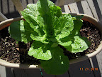 13 week Chinese cabbage