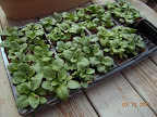 8 week pansies starting to harden
