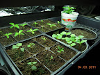 vincas, impatiens, balsam