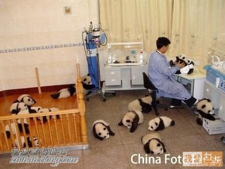 功夫熊貓，Kung Fu Panda，kuso圖文，panda,wiki,貼圖