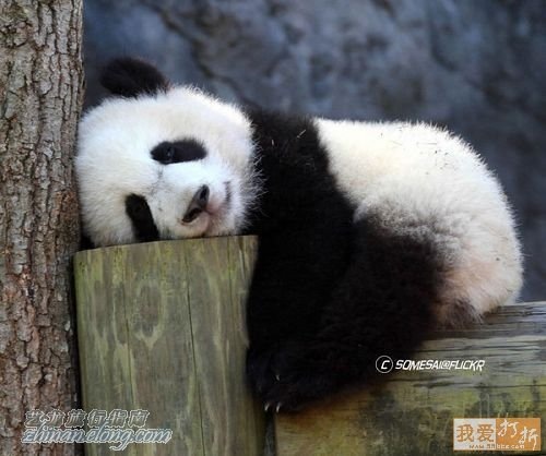 功夫熊貓，Kung Fu Panda，kuso圖文，panda,wiki,貼圖