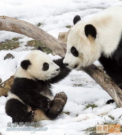 功夫熊貓，Kung Fu Panda，kuso圖文，panda,wiki,貼圖