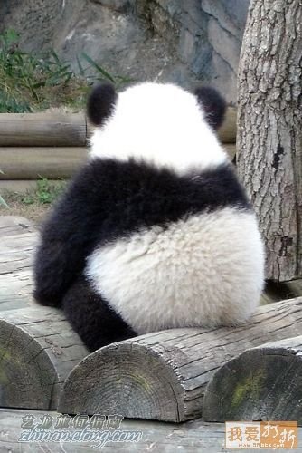 功夫熊貓，Kung Fu Panda，kuso圖文，panda,wiki,貼圖
