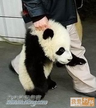功夫熊貓，Kung Fu Panda，kuso圖文，panda,wiki,貼圖