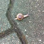 Snail
