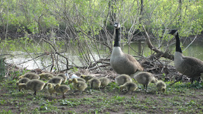 A duck family having a stroll around.