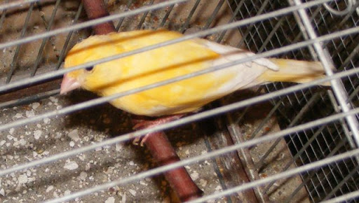 Kép
