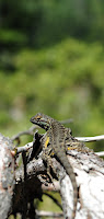 DSC_0495.JPG Photo