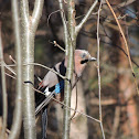Eurasian Jay