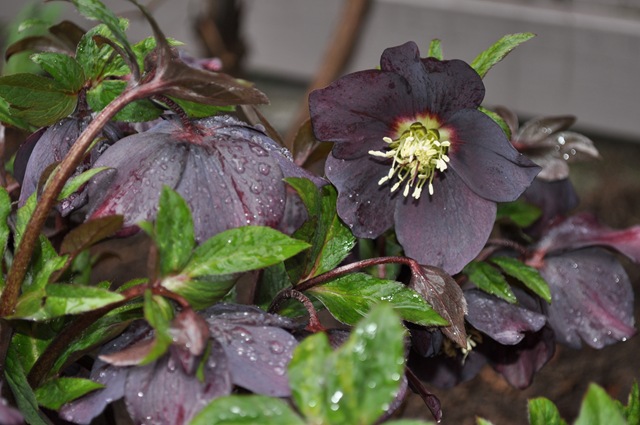 [hellebore blog 4[4].jpg]