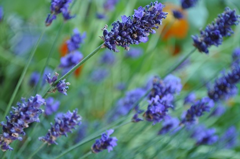 DSC_1339 DSC_1339