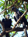 Hyacinth-Macaw-jc.jpg