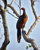 Chestnut-bellied-Guan.jpg