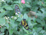 IMG_0129.JPG