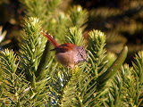 araucaria-tit-spinetail-na.jpg