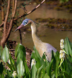 whistling-heron-na.jpg