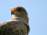 IMG_0741.JPG