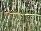 IMG_0787.JPG