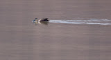 Duck.jpg