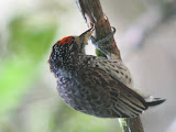 IMG_1532.JPG