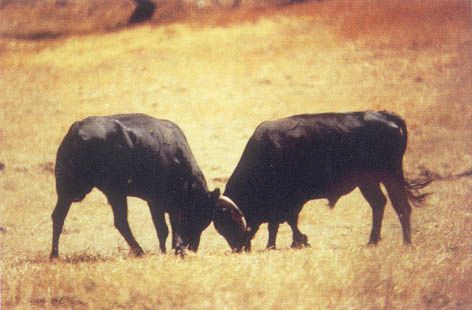 Picasa Web Albums - CHARI MATEO - TOROS DE LIDIA Picasa Web Albums - CHARI MATEO - TOROS DE LIDIA