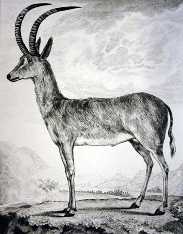 The extinct Blue Antelope also know by South Africans as "blou bokkie" as drawn by and early South African artist, 1778.