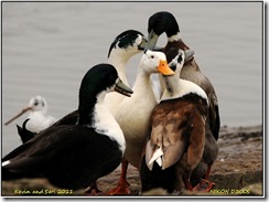 Groby Pool D300s  05-03-2011 14-04-79