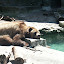 Grizzly bear resting