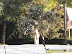 Arvore do Dinheiro em Sidney (REAL)