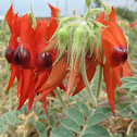 Sturt's Desert Pea