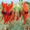 Sturt's Desert Pea