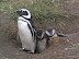 Pinguine sind so süß...