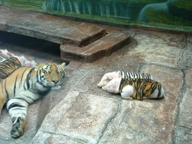 [tigerpig1.png]