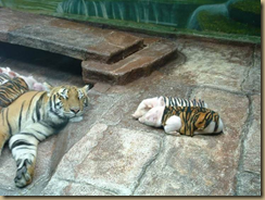 tigerpig1