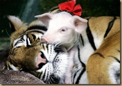 tigerpig3