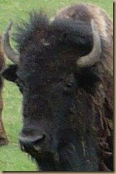 buffalo2