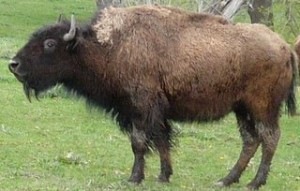 [buffalo3[2].jpg]